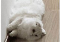 "提供长期免费阅读，不含羞涩内容的韩国漫画网络平台"