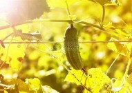 "黄瓜视频：高清在线观看与免费下载方法详解"