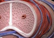 "揭秘男性生理结构：探索男生大鸡鸡的科学真相"